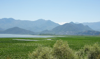 Skatar Lake , Montenegro , Skadarsko