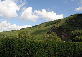 Wolf , Mosel